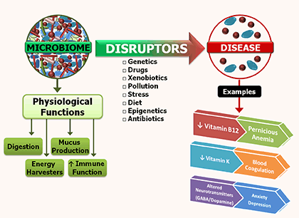 dysbiosis probiotics)