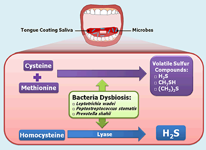 prebiotikus dysbiosis)