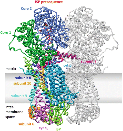 Mitochondrial Respiratory Chain Complexes Springerlink