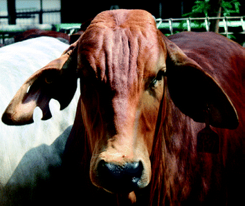 Analytical Study of Animal Biometrics: A Technical Survey | SpringerLink