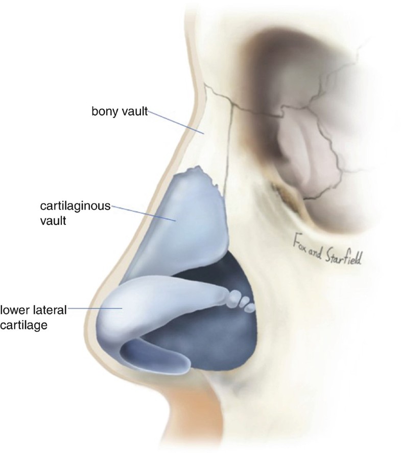 Surgical Anatomy and Physiology of the Nose | SpringerLink