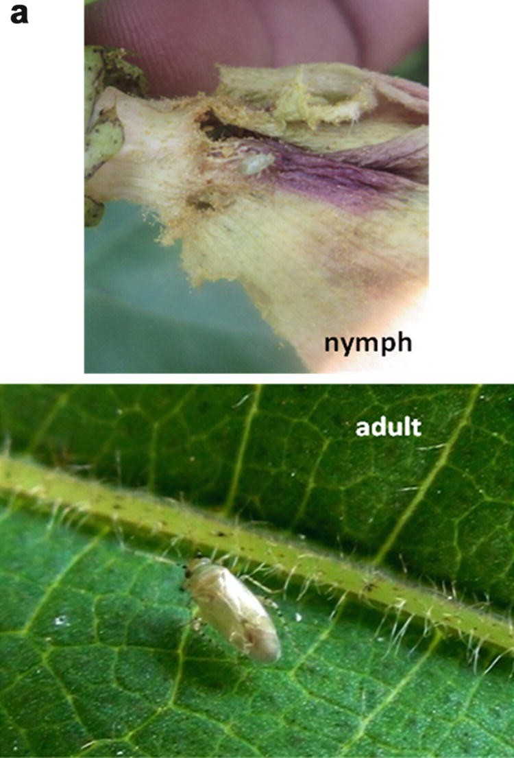 Insect Pests Of Cotton Springerlink - 