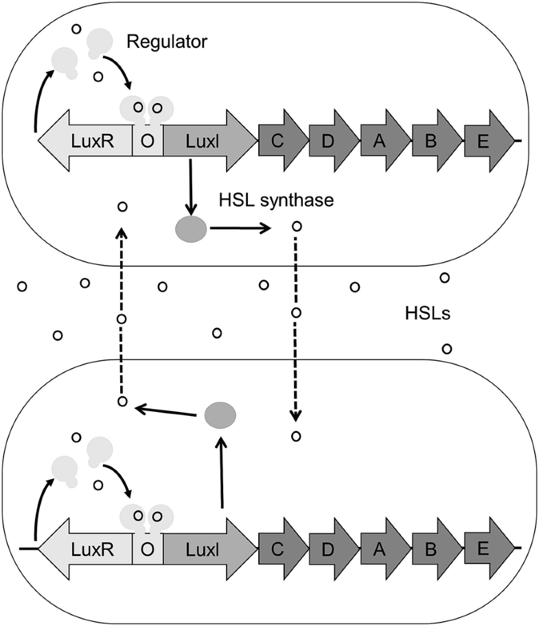 Synthetic Gene Regulation In Cyanobacteria Springerlink