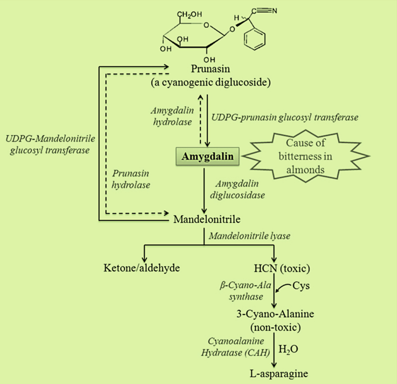Secondary Metabolites Springerlink