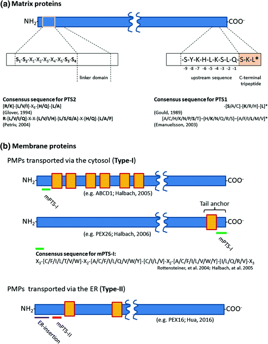 Predicting Peroxisomal Targeting Signals To Elucidate The Peroxisomal Proteome Of Mammals Springerlink