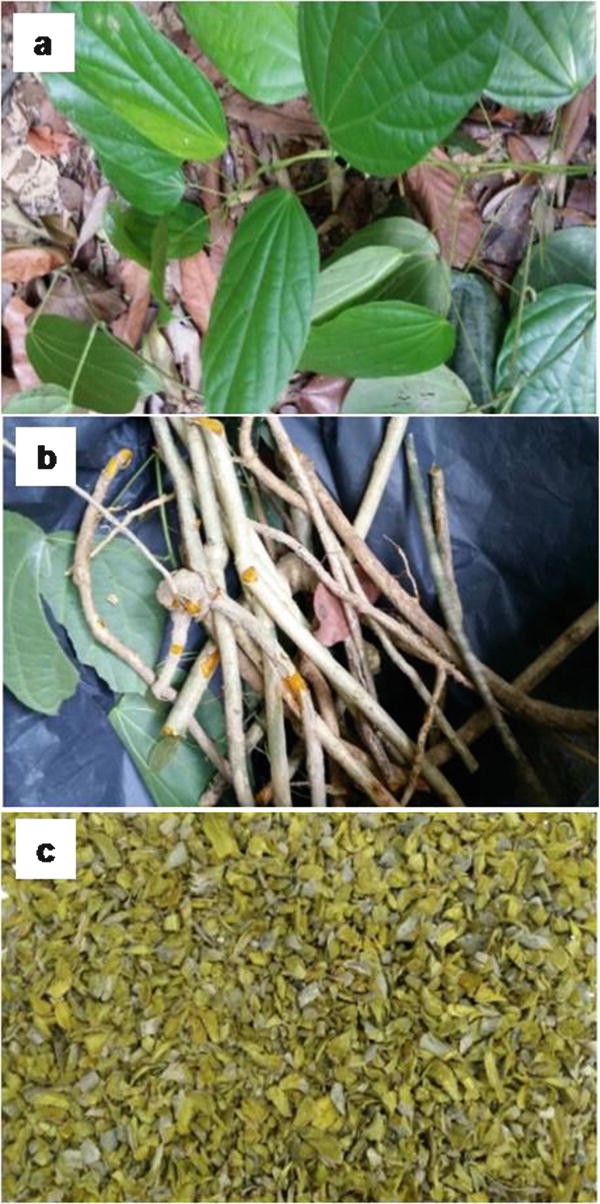 Berberis Aristata In Indore Madhya Pradesh Berberis Aristata