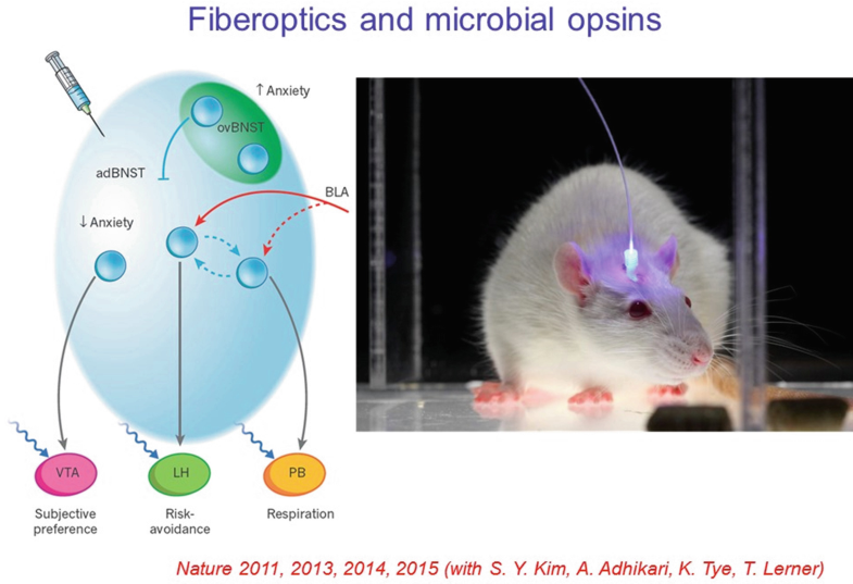 Neural Circuit Dynamics of Brain States | SpringerLink