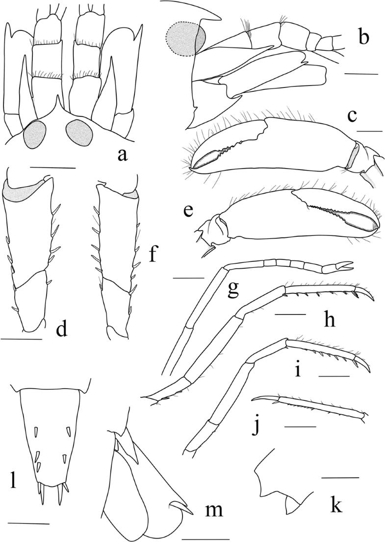 Taxonomy Of Alpheidae From China Seas Springerlink