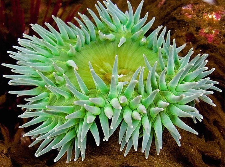 Carpet Anemone Id Needed Reef Central Online Community