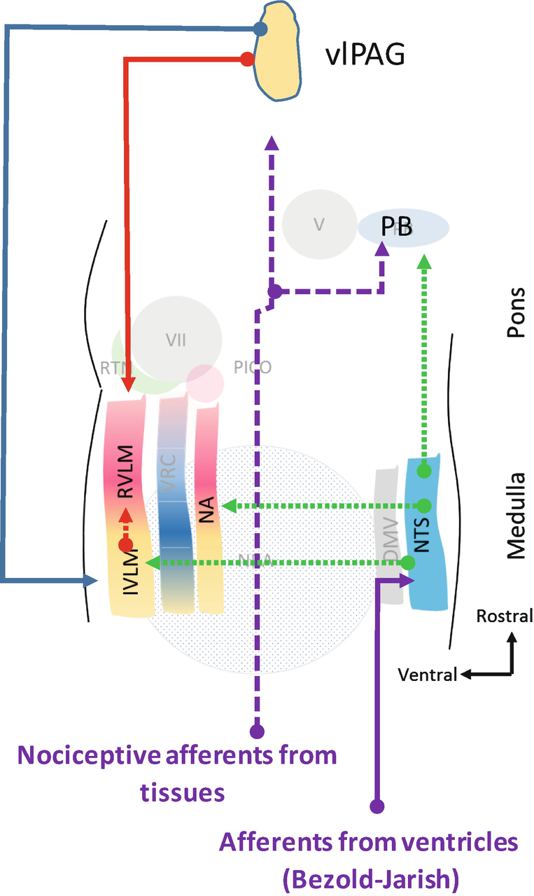 Physiology Of Cardiovascular System Springerlink