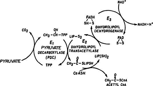 Enzymes Of The Pyruvate Dehydrogenase Complex Of Mammalian - Label this diagram of the reaction catalyzed by the e2 component of pyruvate dehydrogenase.