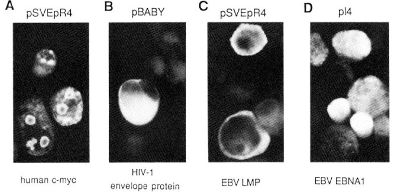 Manipulation of SV40 Vectors | SpringerLink