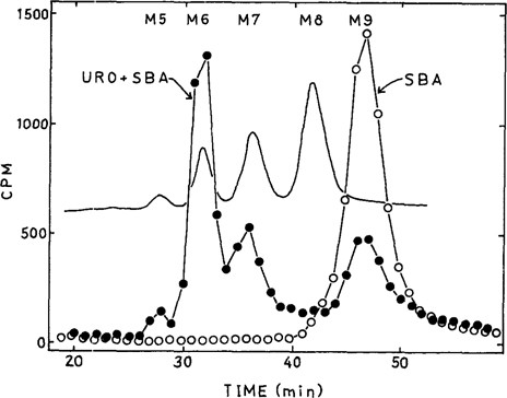 High Mannose Chains Of Mammalian Glycoproteins Springerlink - 