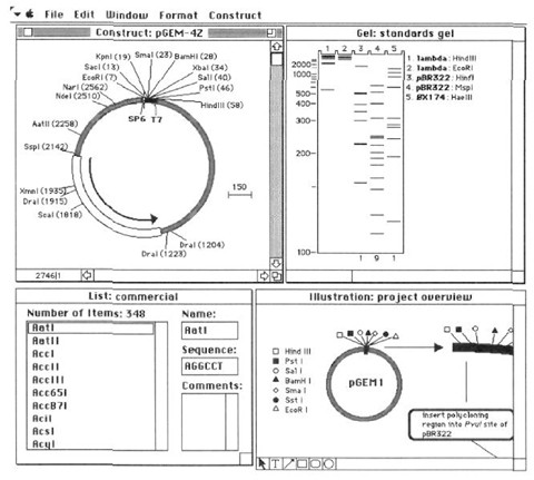 gene construction kit