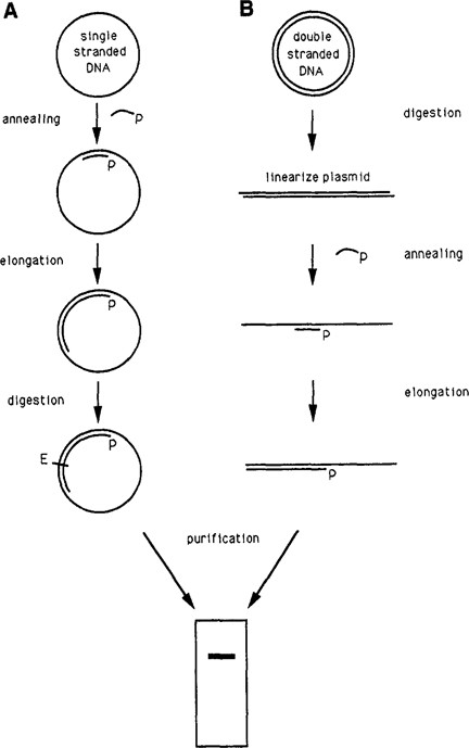 S1 Mapping Using Single Stranded Dna Probes Springerlink