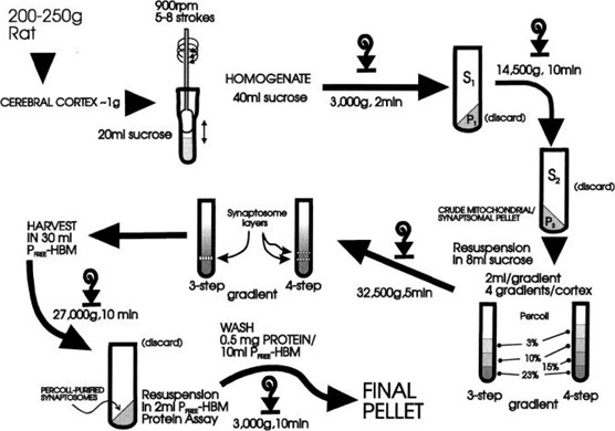 Protein Phosphorylation And Dephosphorylation In Isolated Nerve Terminals Synaptosomes Springerlink