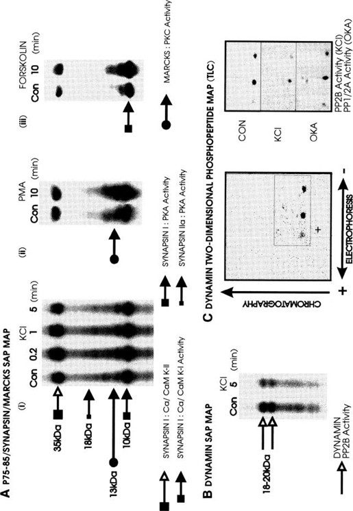 Protein Phosphorylation And Dephosphorylation In Isolated Nerve Terminals Synaptosomes Springerlink