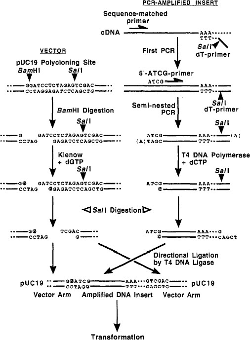 An End Trimming Method And Its Application To Amplify Adjacent Cdna And Genomic Dna Fragments By Pcr Springerlink