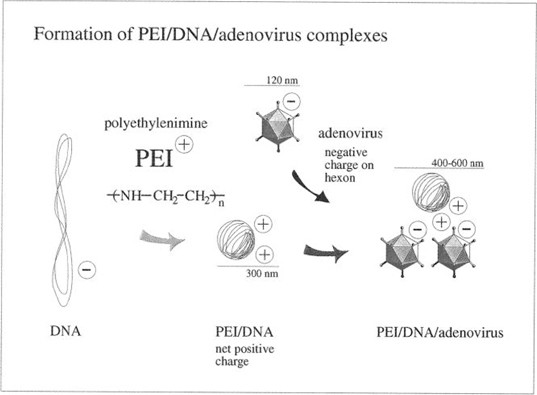 Transfection Complexes Generated with Adenovirus and Polyethylenimine-Condensed  DNA | SpringerLink