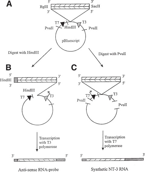 Quantification Of Mrna Levels Using Ribonuclease Protection Assay Springerlink Quantification Of Mrna Levels Using Ribonuclease Protection Assay Springerlink