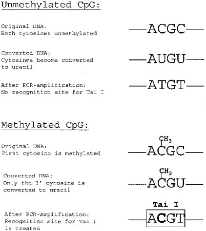 Methylation Analysis Of Cpg Islands Springerlink