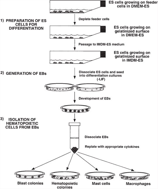 Hematopoietic Development Of Es Cells In Culture Springerlink