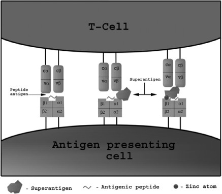 Toxins - Free Full-Text - Therapeutic Down-Modulators of Staphylococcal  Superantigen-Induced Inflammation and Toxic Shock