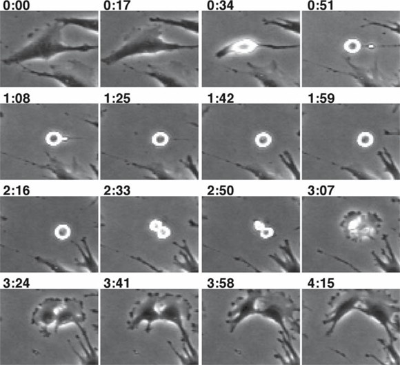 Analyzing the G2/M Checkpoint Biology Diagrams