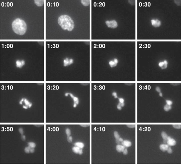 Analyzing the G2/M Checkpoint Biology Diagrams
