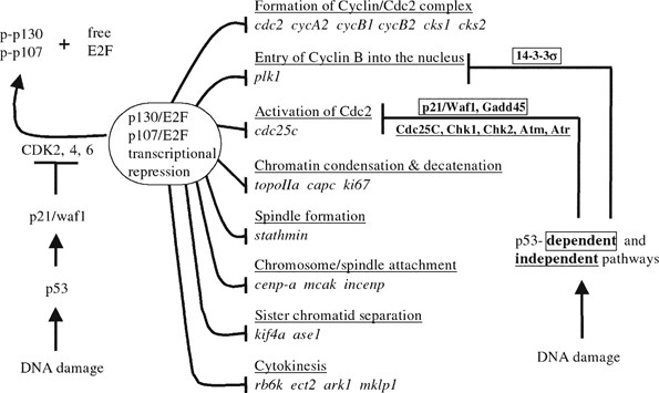 Analyzing the G2M Checkpoint Biology Diagrams