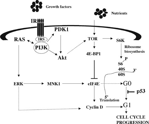 Analyzing the G2/M Checkpoint Biology Diagrams
