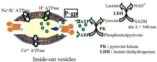 An Enzymatic Microplate Assay For Testing P Glycoprotein Substrates And Inhibitors Springerlink An Enzymatic Microplate Assay For Testing P Glycoprotein Substrates And Inhibitors Springerlink