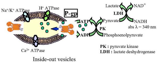 An Enzymatic Microplate Assay For Testing P Glycoprotein Substrates And Inhibitors Springerlink