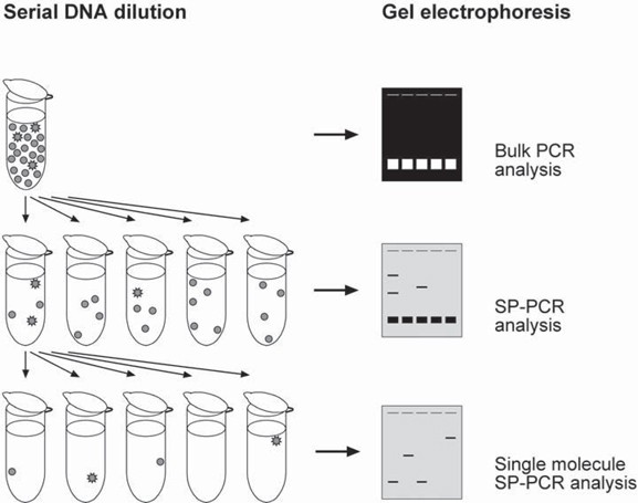 Analysis Of Unstable Triplet Repeats Using Small-Pool Polymerase Chain ...