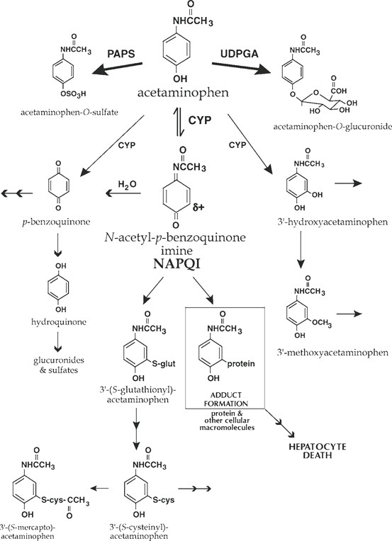 Methods and Approaches to Study Metabolism and Toxicity of