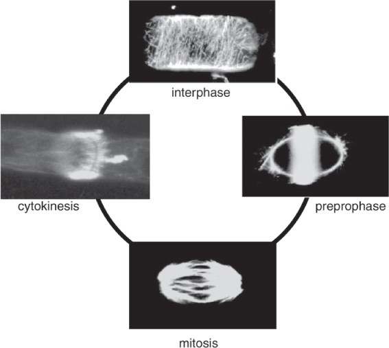 The Plant Cell Cycle Springerlink