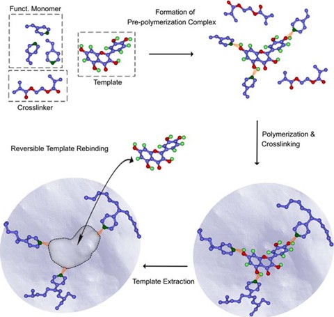 Molecularly Imprinted Polymers For Biomolecular Recognition | SpringerLink