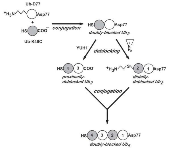 Ubiquitin Chain Synthesis Springerlink Ubiquitin Chain Synthesis Springerlink
