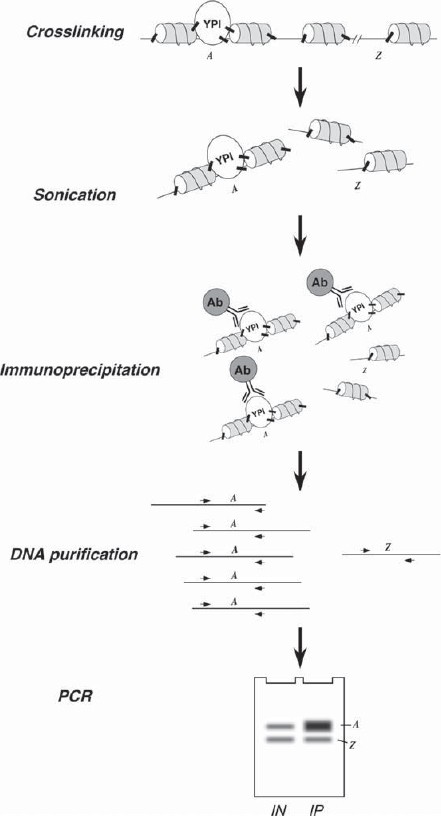 Chromatin Immunoprecipitation To Study Protein Dna Interactions In Budding Yeast Springerlink