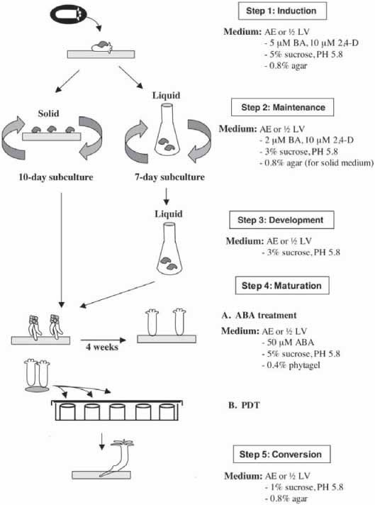 Somatic Embryogenesis In Picea Suspension Cultures Springerlink