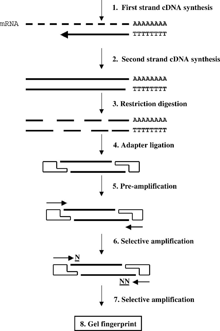 Linking Cdna Aflp Based Gene Expression Patterns And Ests Springerlink