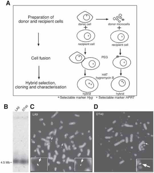 Polyethylene GlycolMediated Cell Fusion SpringerLink