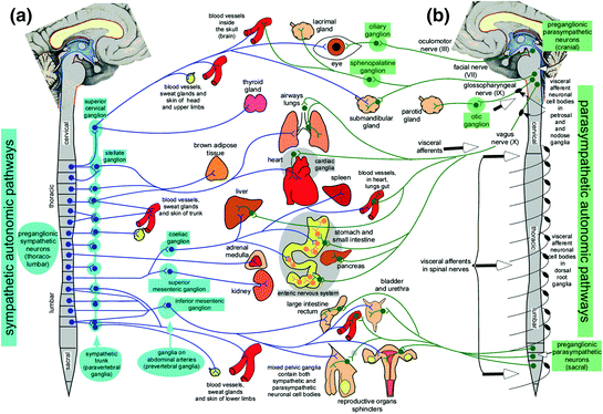 Autonomic Nervous System | SpringerLink