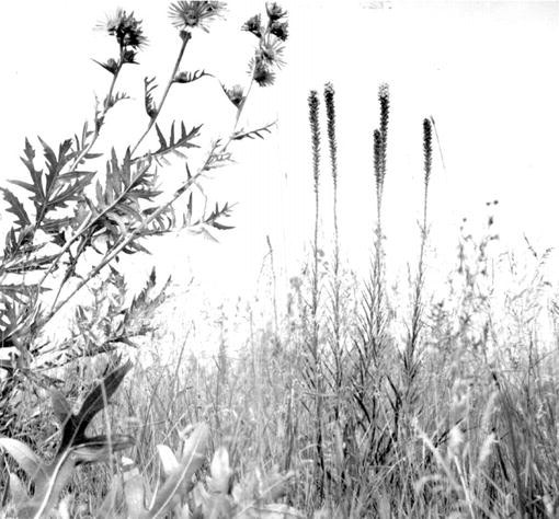 A Common Concept Of Land Springerlink A Common Concept Of Land Springerlink