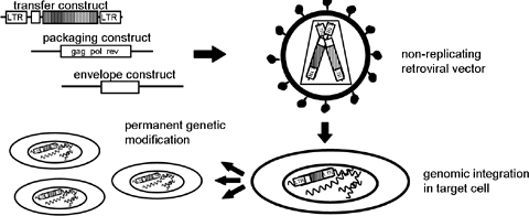 Lentiviral Vectors | SpringerLink