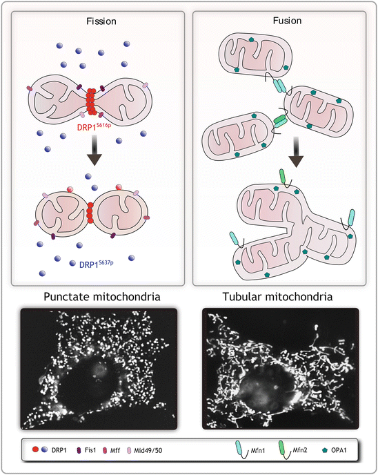 mitochondrial fission mitochondrial fission