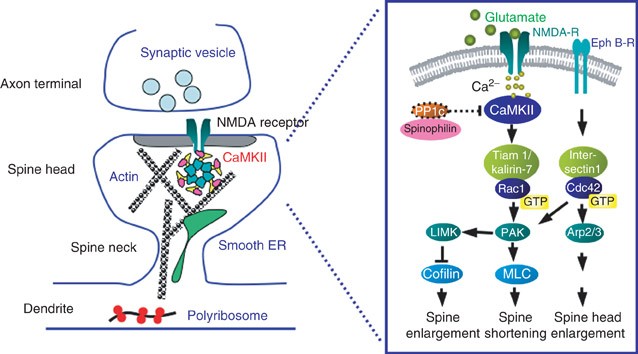 The Function of CaM Kinase II in Synaptic Plasticity and Spine ...