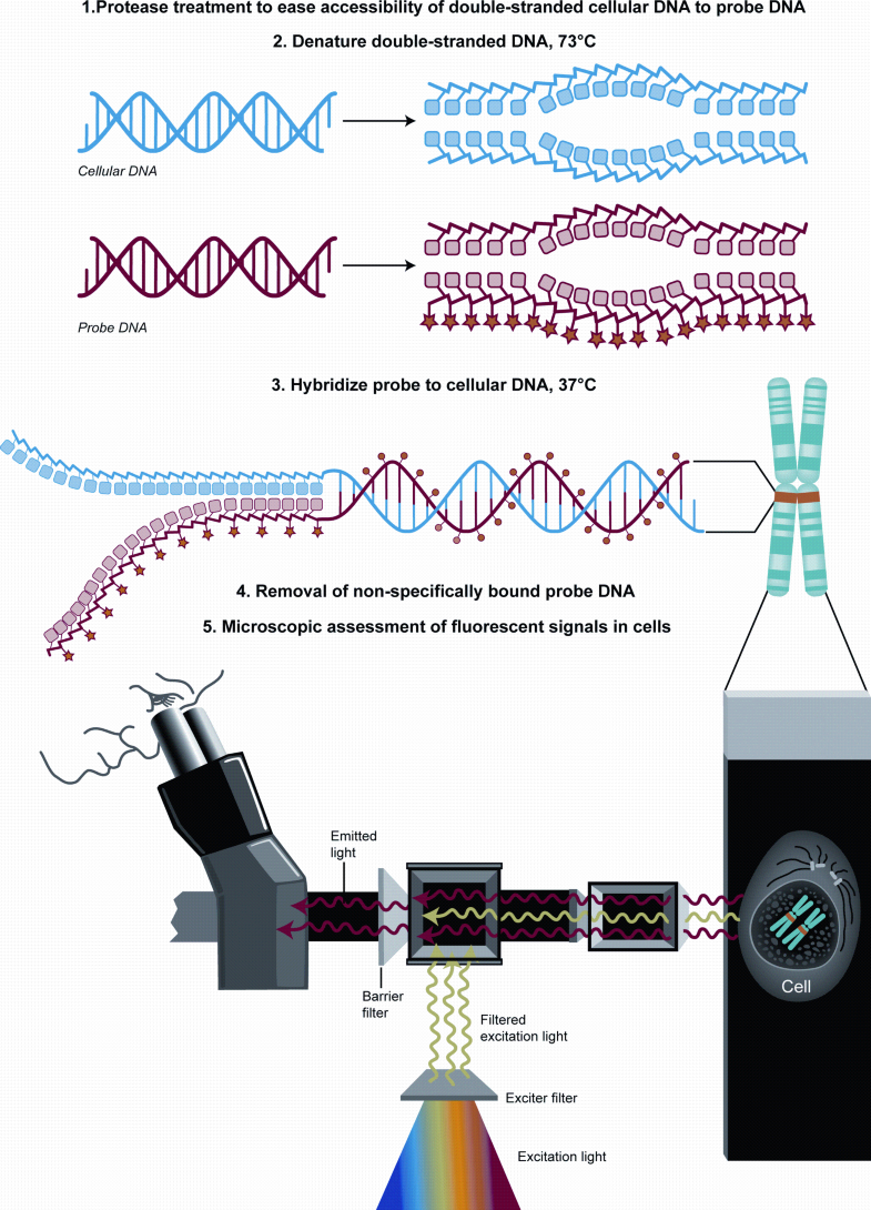 In Situ Hybridization Principles and Applications SpringerLink