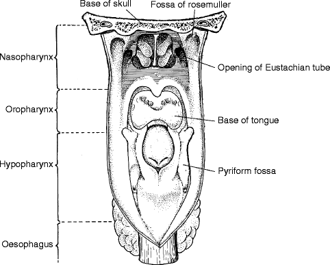 Pharynx and Larynx | SpringerLink