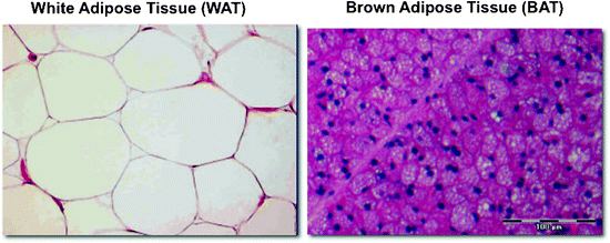 Adipose Tissue Development, Structure and Function | SpringerLink
